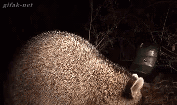gif (1)