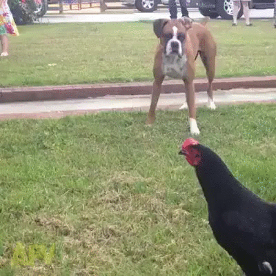 gif (12)