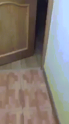 gif (15)