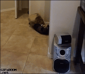 gif (16)