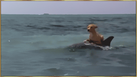 gif (2)