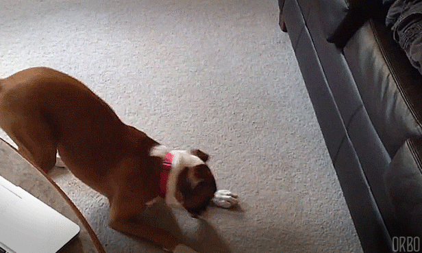 gif (27)