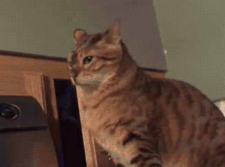 gif (28)