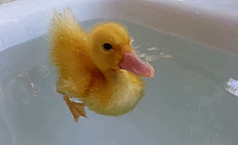 gif (4)