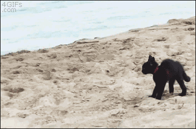 gif (5)