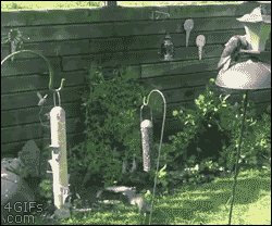 gif (7)