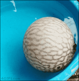 gif (7)