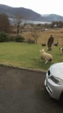 gif (12)