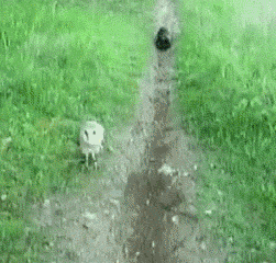 gif (25)