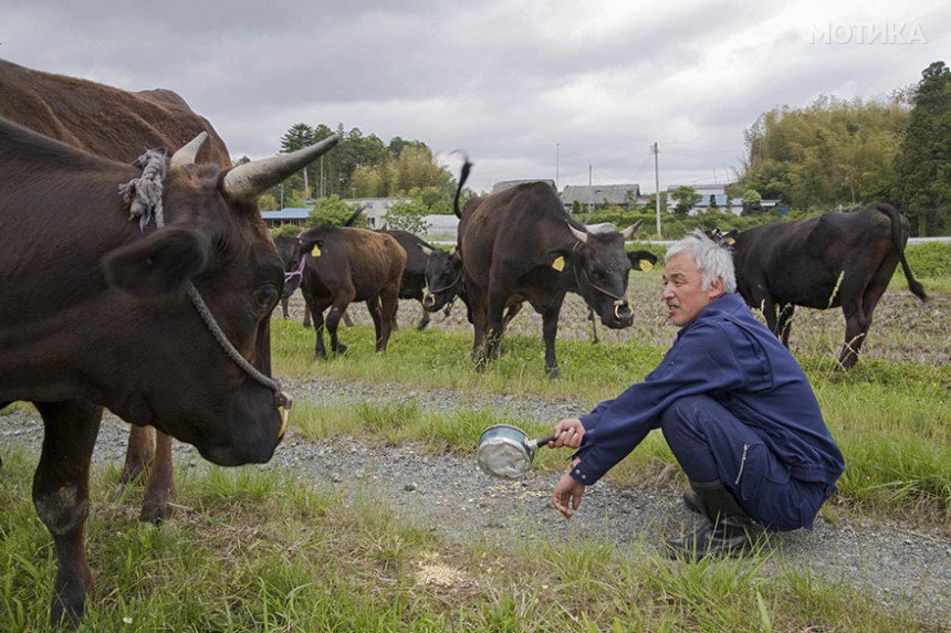 fukushima-radioactive-disaster-abandoned-animal-guardian-naoto-matsumura-2