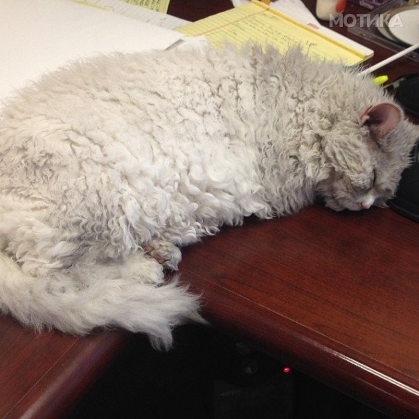 bitchy-resting-face-sheep-cat-albert-11-605x605