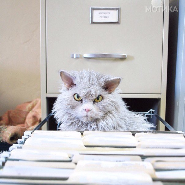 bitchy-resting-face-sheep-cat-albert-3-605x605