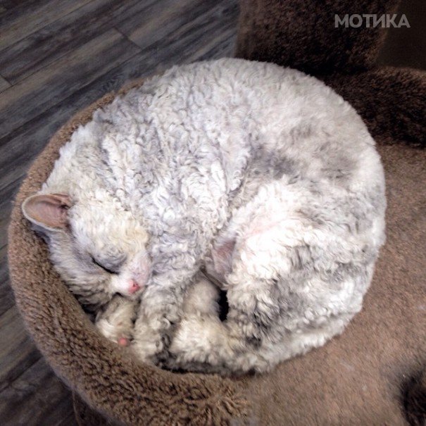 bitchy-resting-face-sheep-cat-albert-9-605x605