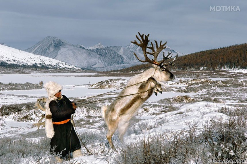 reindeer-people-hamid-sardar-afkhami-4