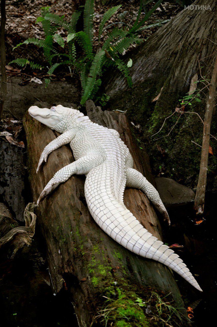 albino-animals-3-16__880