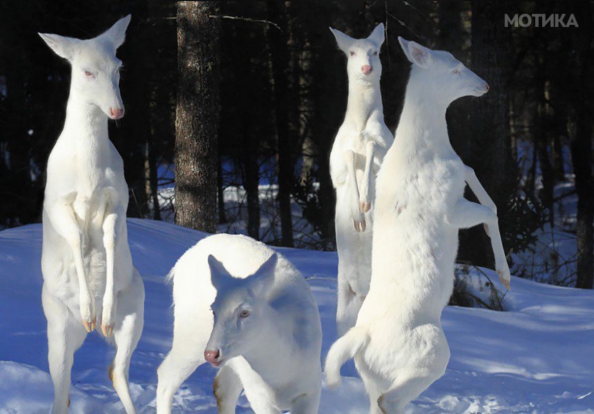 albino-animals-3-1__880