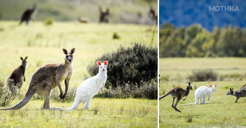 albino-animals-3-22__880