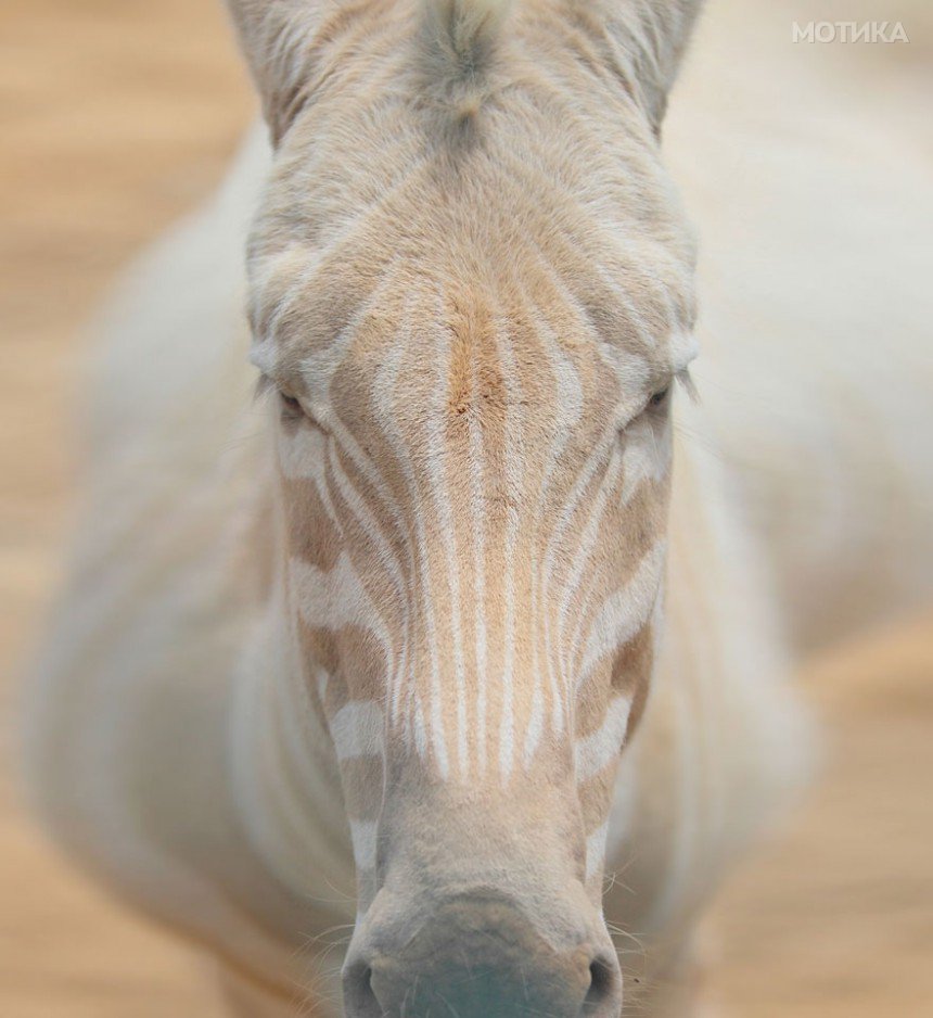 albino-animals-3-24__880