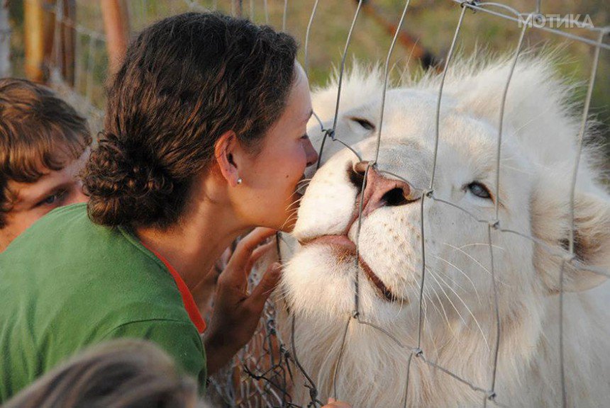 albino-animals-3-3__880