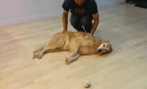 gif (24)