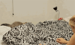 gif (25)