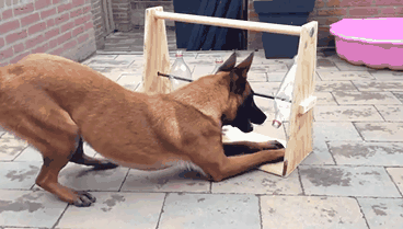 gif (9)