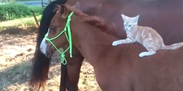 gif (1)