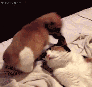 gif (2)
