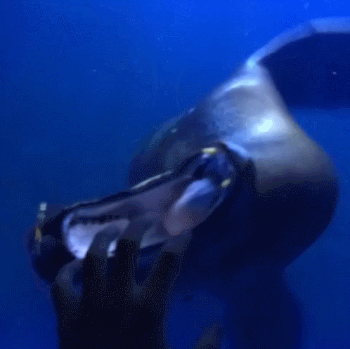 gif (4)