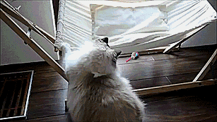 gif (5)