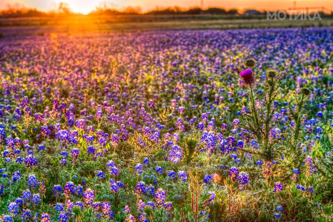 Bluebonnet Sunrise in the Texas Hill Country