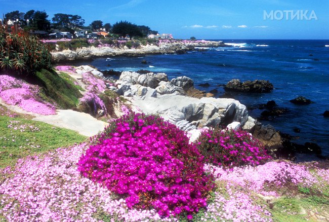 Ice Plant on the Monterey Peninsula in California