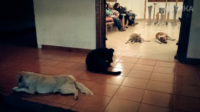 stray-dogs-pay-respects-funeral-animal-lover-margarita-suarez-yucatan-mexico-15