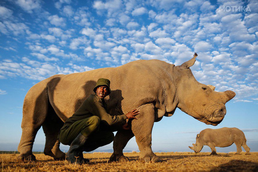 last-northern-white-rhinoceros-conservation-rangers-kenya-2