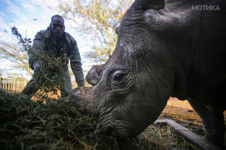 last-northern-white-rhinoceros-conservation-rangers-kenya-3