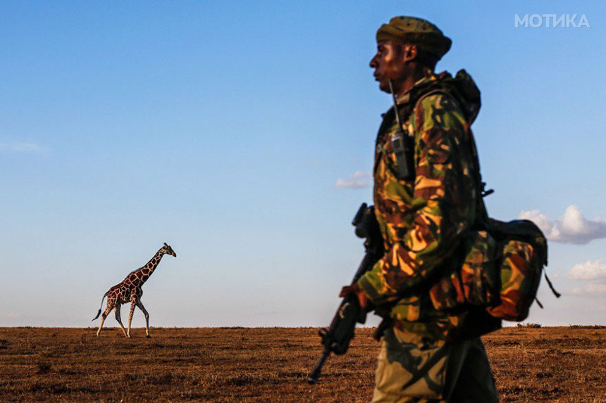 last-northern-white-rhinoceros-conservation-rangers-kenya-4