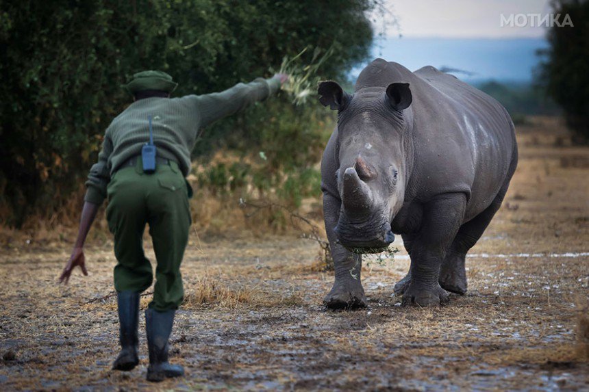 last-northern-white-rhinoceros-conservation-rangers-kenya-6