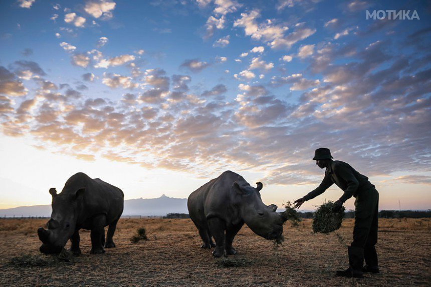 last-northern-white-rhinoceros-conservation-rangers-kenya-8