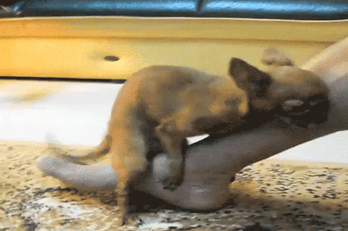 gif (1)
