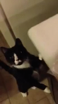 gif (28)