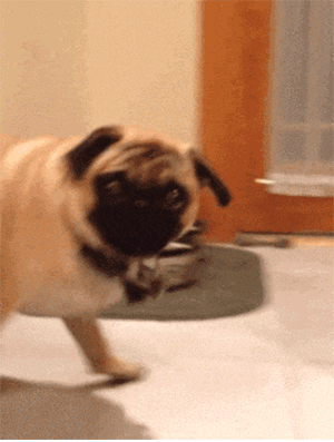 gif (3)