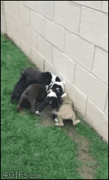 gif (12)