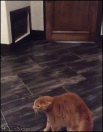 gif (13)
