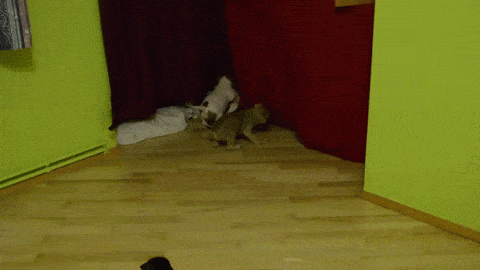 gif (19)