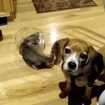 gifs_02