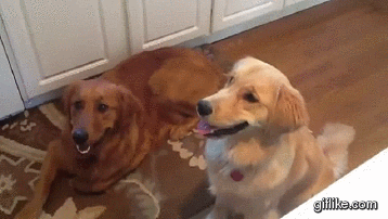 gifs_09