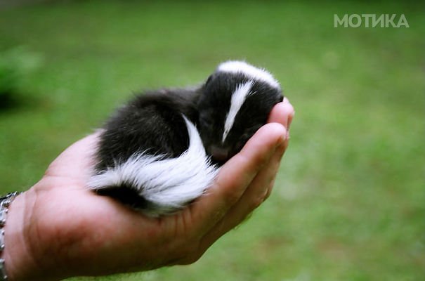 cute-baby-animals-palms-hands-11__605