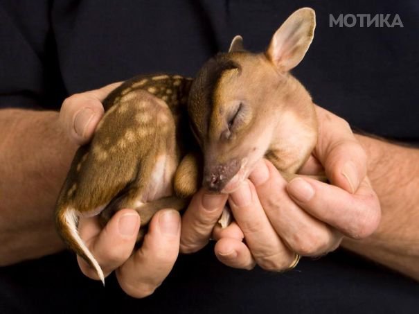 cute-baby-animals-palms-hands-21__605