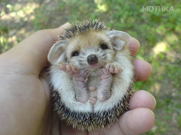 cute-baby-animals-palms-hands-24__605