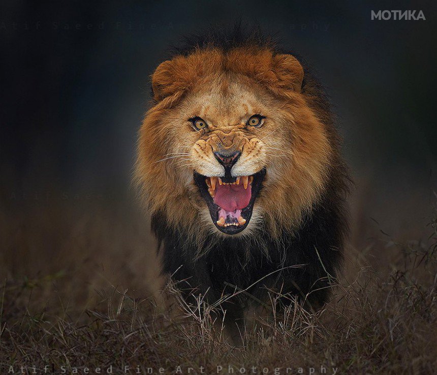 lion-attack-photo-portrait-wildlife-photography-atif-saeed-10